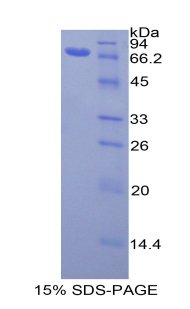 RPB391Hu02.jpg