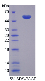 Recombinant Lipopolysaccharide Binding Protein (LBP)