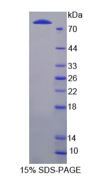 Recombinant Lipopolysaccharide Binding Protein (LBP)