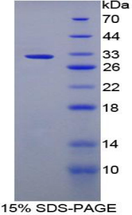 Recombinant Lipopolysaccharide Binding Protein (LBP)