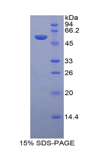 Recombinant Lysosomal Associated Membrane Protein 1 (LAMP1)