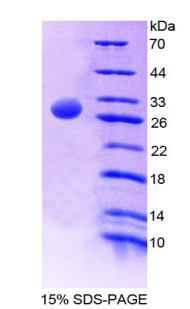 RPB454Mu01.jpg