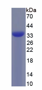 Recombinant Connexin 31 (CX31)