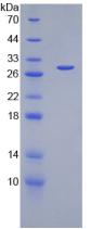 Recombinant Prominin 1 (PROM1)