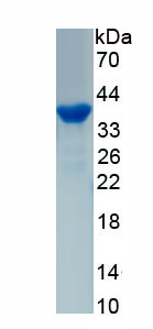 Recombinant Cluster Of Differentiation 147 (C<b>D147</b>)