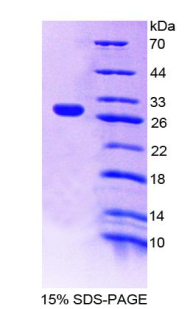 RPB567Mu01.jpg