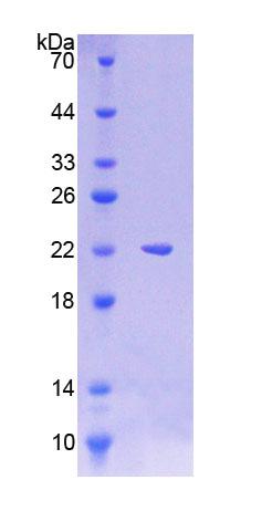 RPB610Hu01.jpg