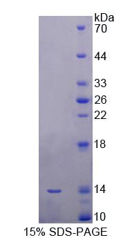 RPB618Hu01.jpg