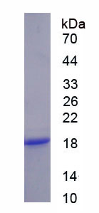 Recombinant Interleukin 13 Receptor Alpha 1 (IL13Ra1)