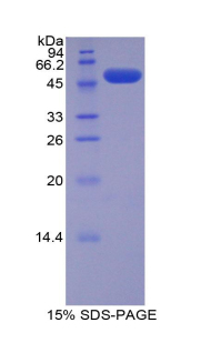 RPB660Mu02.jpg