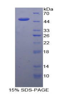 RPB688Hu01.jpg