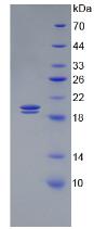 Recombinant Glycophorin A (GYPA)