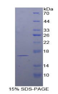 RPB709Hu01.jpg