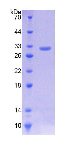 RPB712Hu01.jpg