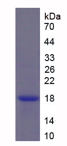 RPB723Hu01.jpg