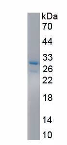 RPB724Hu01.jpg