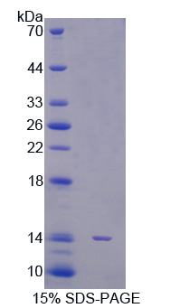 RPB738Hu02.jpg