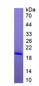 Recombinant Signal Transducer And Activator Of Transcription 3 (STAT3)