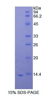 Recombinant Signal Transducer And Activator Of Transcription 3 (STAT3)