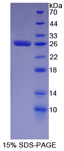 RPB768Hu01.jpg