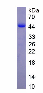 Recombinant Phospholipid Scramblase 1 (PLSCR1)