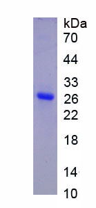 RPB782Hu01.jpg