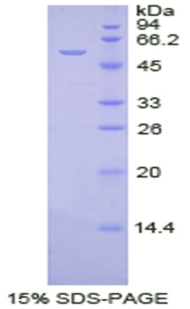 RPB827Hu01.jpg