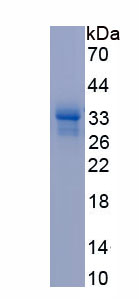 Recombinant Apolipoprotein C4 (APOC4)