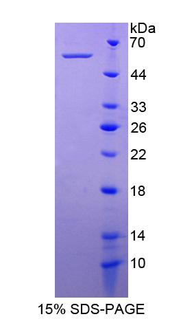 Recombinant Netrin 4 (Ntn4)