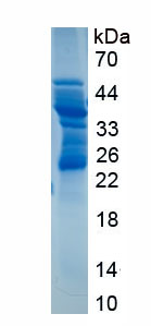 Recombinant Cluster Of Differentiation 83 (CD83)