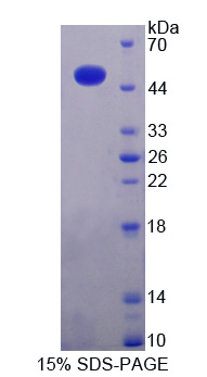 RPB853Hu01.jpg