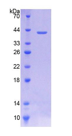 RPB858Hu01.jpg