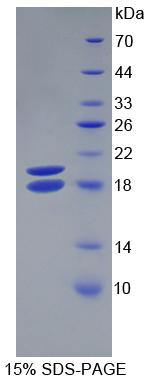 Recombinant Neuregulin 1 (NRG1)