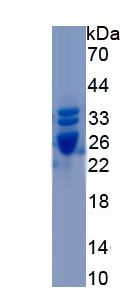 Recombinant Apolipoprotein C3 (APOC3)