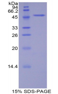 RPB902Mu01.jpg