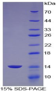 Recombinant Aggrecan (AGC)