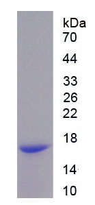 Recombinant Aggrecan (AGC)