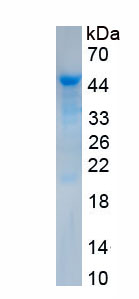 Recombinant Immunoglobulin D (IgD)