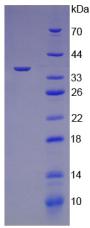 Recombinant Transforming Growth Factor Beta 3 (TGFb3)