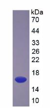 Recombinant Transforming Growth Factor Beta 3 (TGFb3)