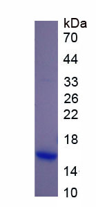 Recombinant Transforming Growth Factor Beta 3 (TGFb3)