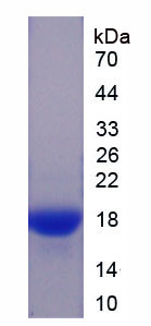 Recombinant Superoxide Dismutase 1 (SOD1)