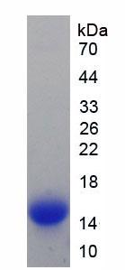 Recombinant Hepcidin (Hepc)