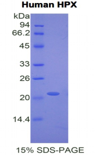 Recombinant Hemopexin (HPX)