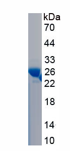 RPC005Hu01.jpg