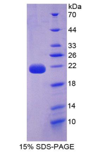 Recombinant Interleukin 22 (IL22)