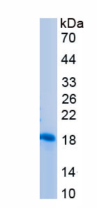 Recombinant Growth Differentiation Factor 15 (GDF15)