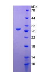 Recombinant Matrix Metalloproteinase 14 (MMP14)