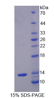 RPC071Bo01.jpg