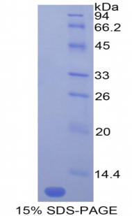 RPC075Mu01.jpg